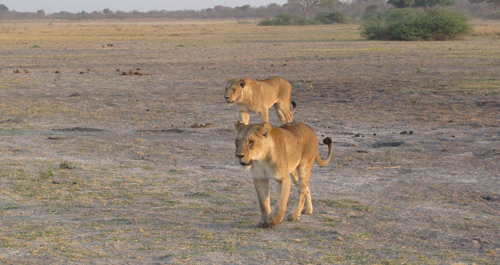 Lions seen on game drive with Masson Safaris in Moremi Game Reserve