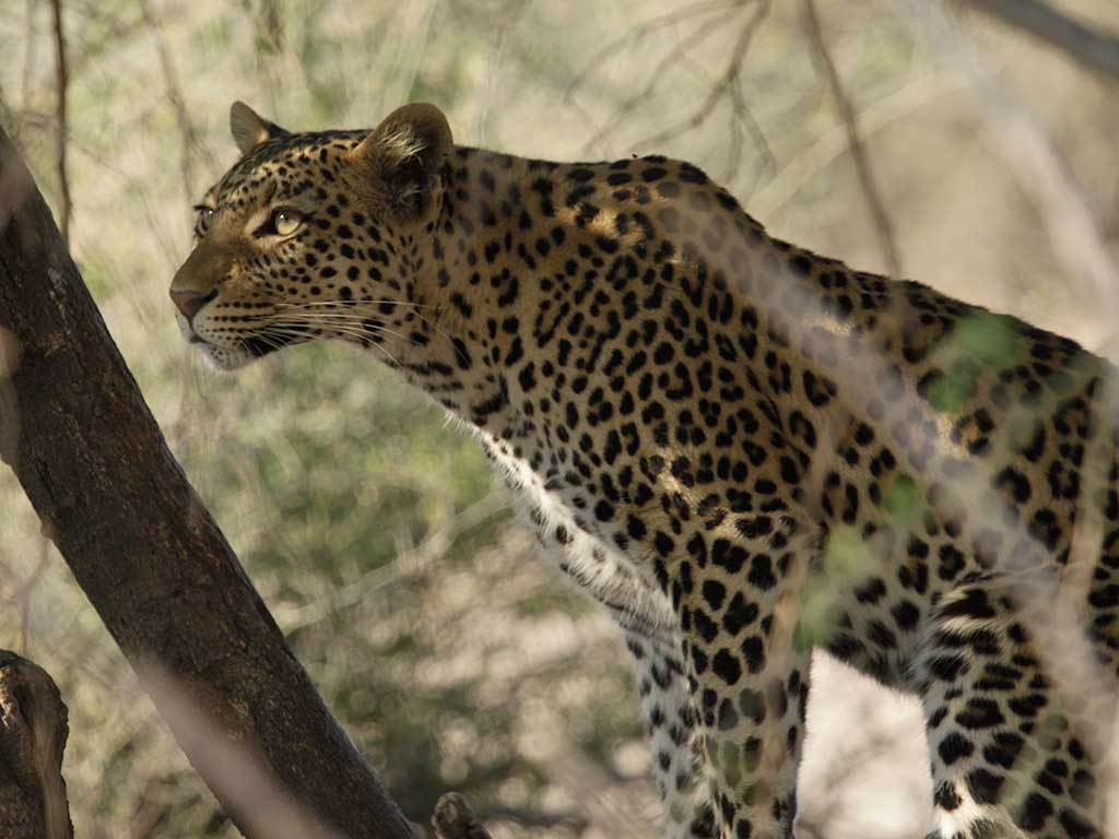 Leopard spotted on game drive with Ewan Masson of Masson Safaris