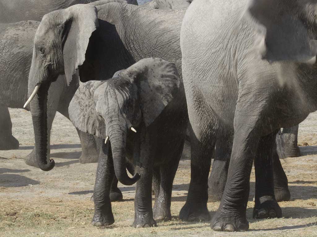 Young elephant in the Okavango Delta