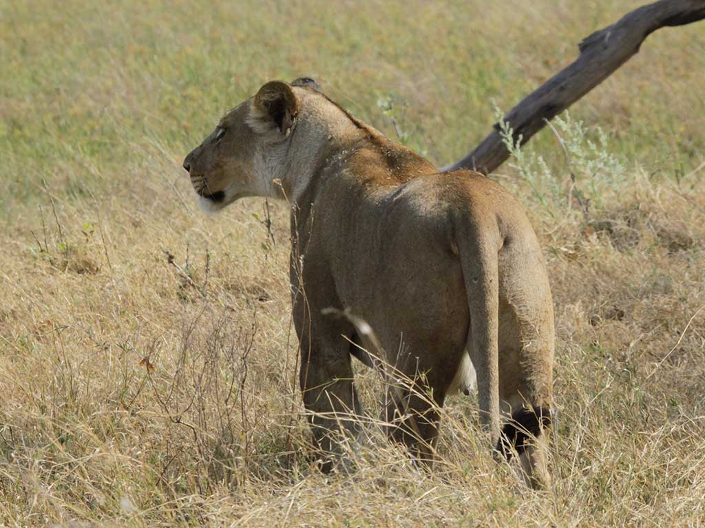 Okavango Delta lioness on the hunt