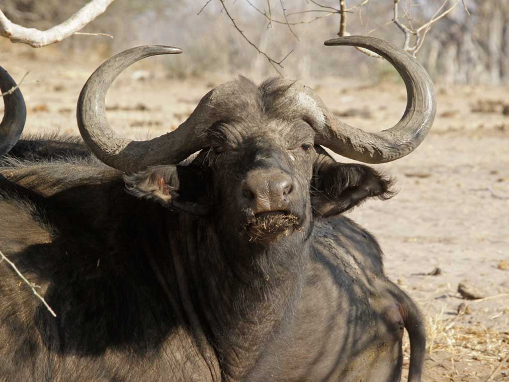 A herd of buffalo seen on game drive with Masson Safaris